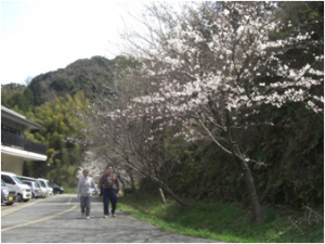 桜の風景