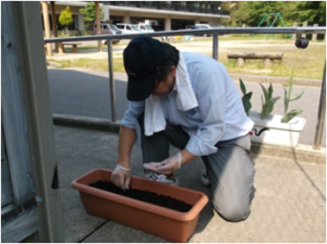 ひまわりの種植え風景